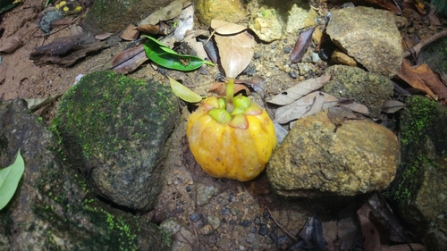 Garcinia atroviridis, photograph 1