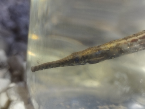 Opossum pipefish (Microphis lineatus) — Syngnathidae — 5