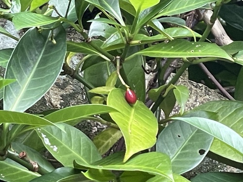 Psychotria manillensis observed 2025-06-14