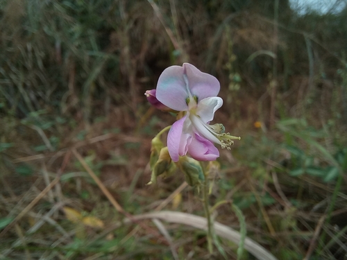 Silverleaf Desmodium