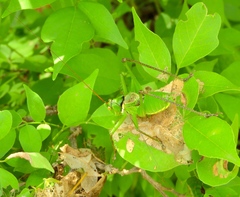 Neobarrettia sinaloae