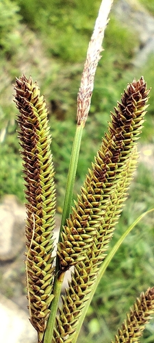 Carex heterolepis iNat (2)