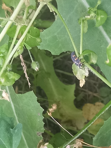 Seven-spotted Lady Beetle