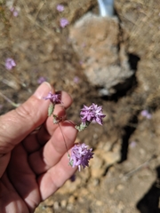 Lessingia leptoclada