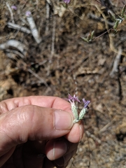 Lessingia leptoclada