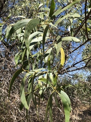 Acacia crassicarpa