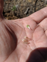 Lessingia leptoclada