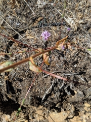 Lessingia leptoclada