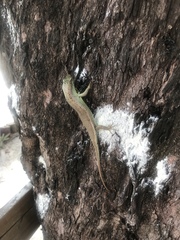 Dasia olivacea