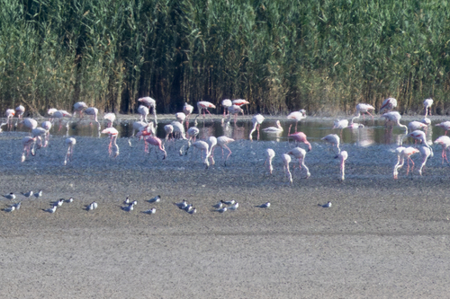 Lesser Flamingo (Phoeniconaias minor), photo 10