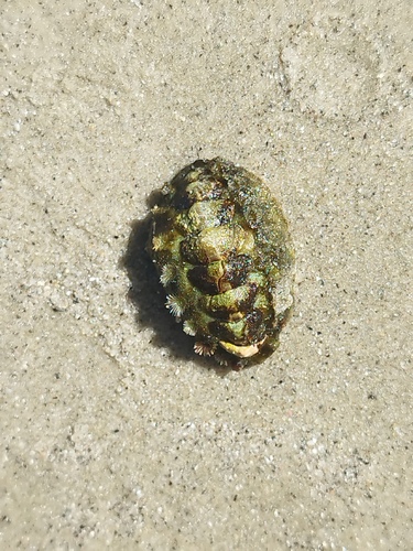 taxonomy_inaturalist image for Acanthochitona spiculosa