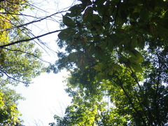 Stilbosis ostryaeella