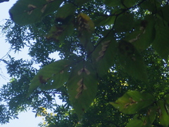 Stilbosis ostryaeella