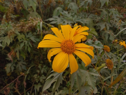 Mexican sunflower