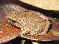 Limnonectes limborgi