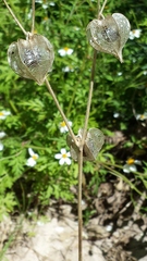 Physalis neomexicana