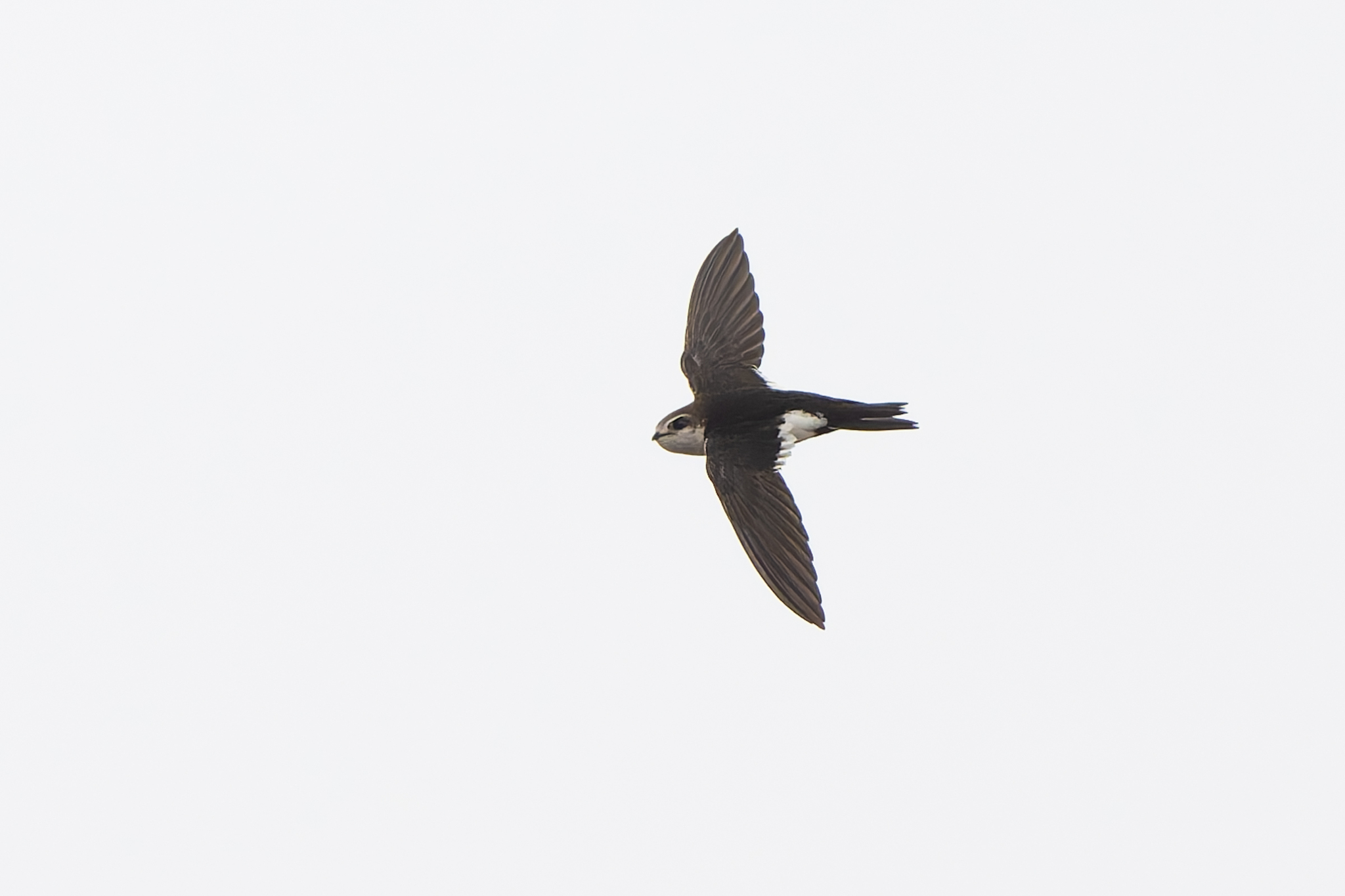 Aeronautes saxatalis (Woodhouse, 1853)