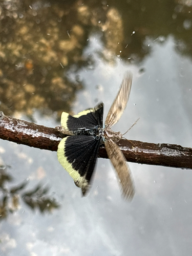 Carolina grasshopper