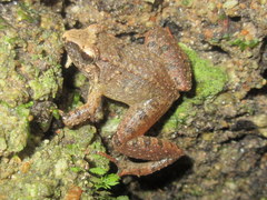 Limnonectes limborgi