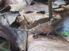 Acanthosaura lepidogaster