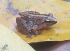 Limnonectes limborgi