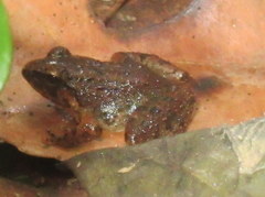 Limnonectes limborgi