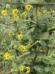 Silphium perplexum