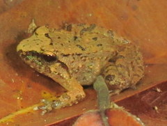 Limnonectes limborgi