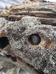 Pericoptus truncatus