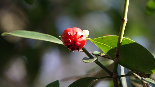 Clusia lanceolata (Clusia lanceolata)