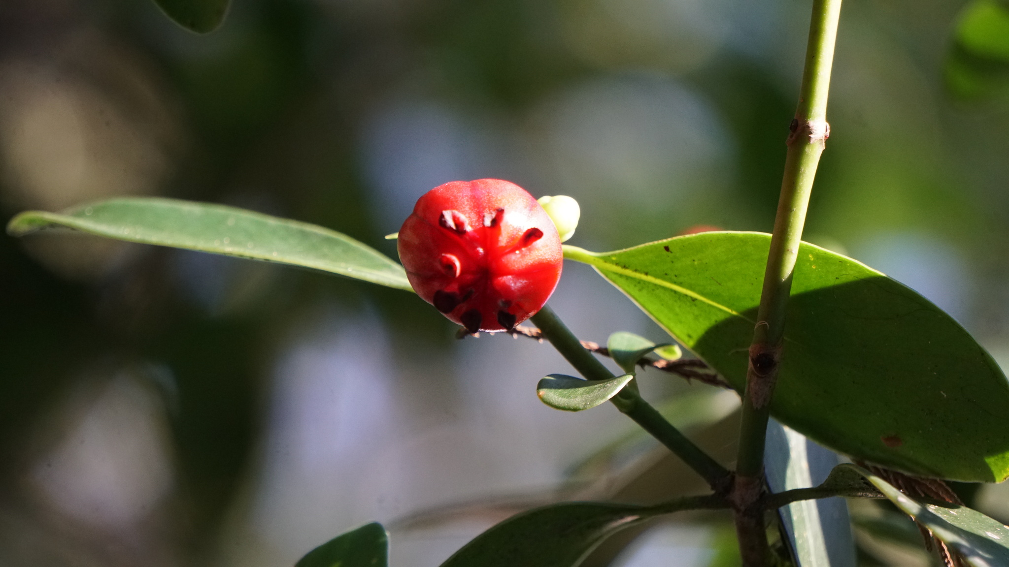Imagem de Clusia lanceolata