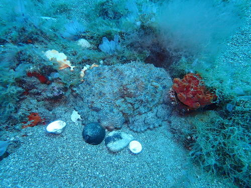 Octopus