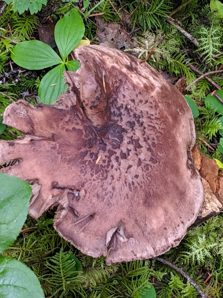Sarcodon subincarnatus