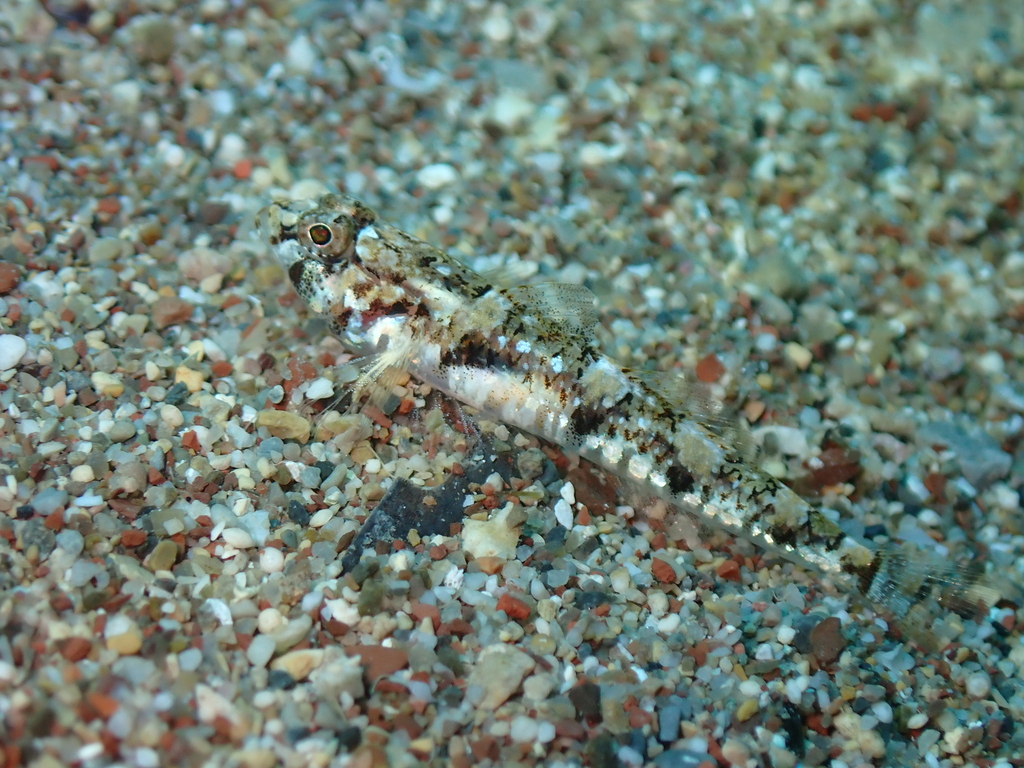 De Buen's Goby