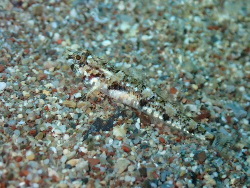 De Buen's Goby