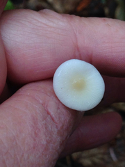 Strobilurus occidentalis