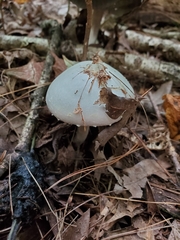 Agaricus diospyros
