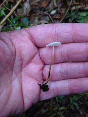 Strobilurus occidentalis