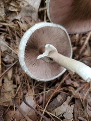 Agaricus diospyros