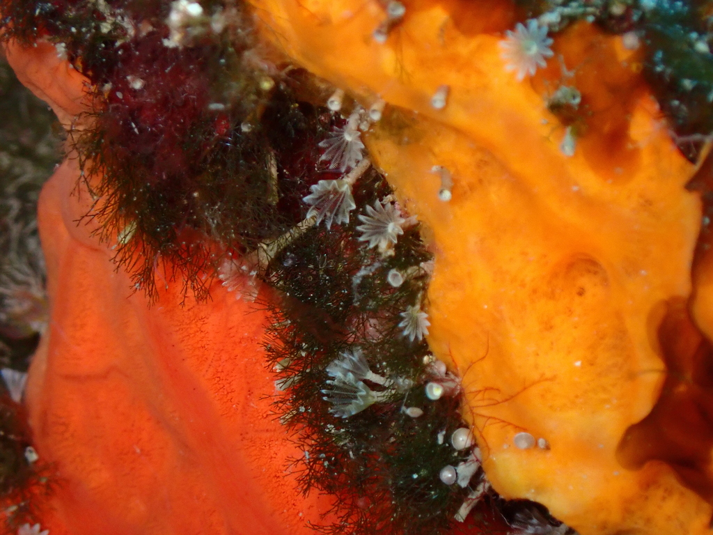 Hypsicomus stichophthalmos
