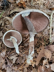 Agaricus diospyros