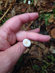 Strobilurus occidentalis