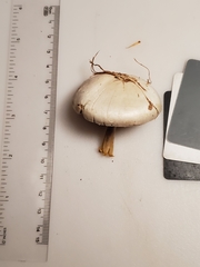 Agaricus diospyros