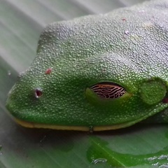 Agalychnis moreletii