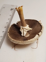 Agaricus diospyros