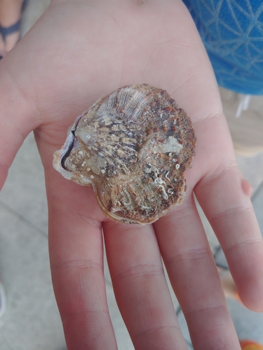 Giant Rock Scallop