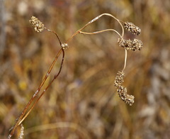 Sanguisorba tenuifolia