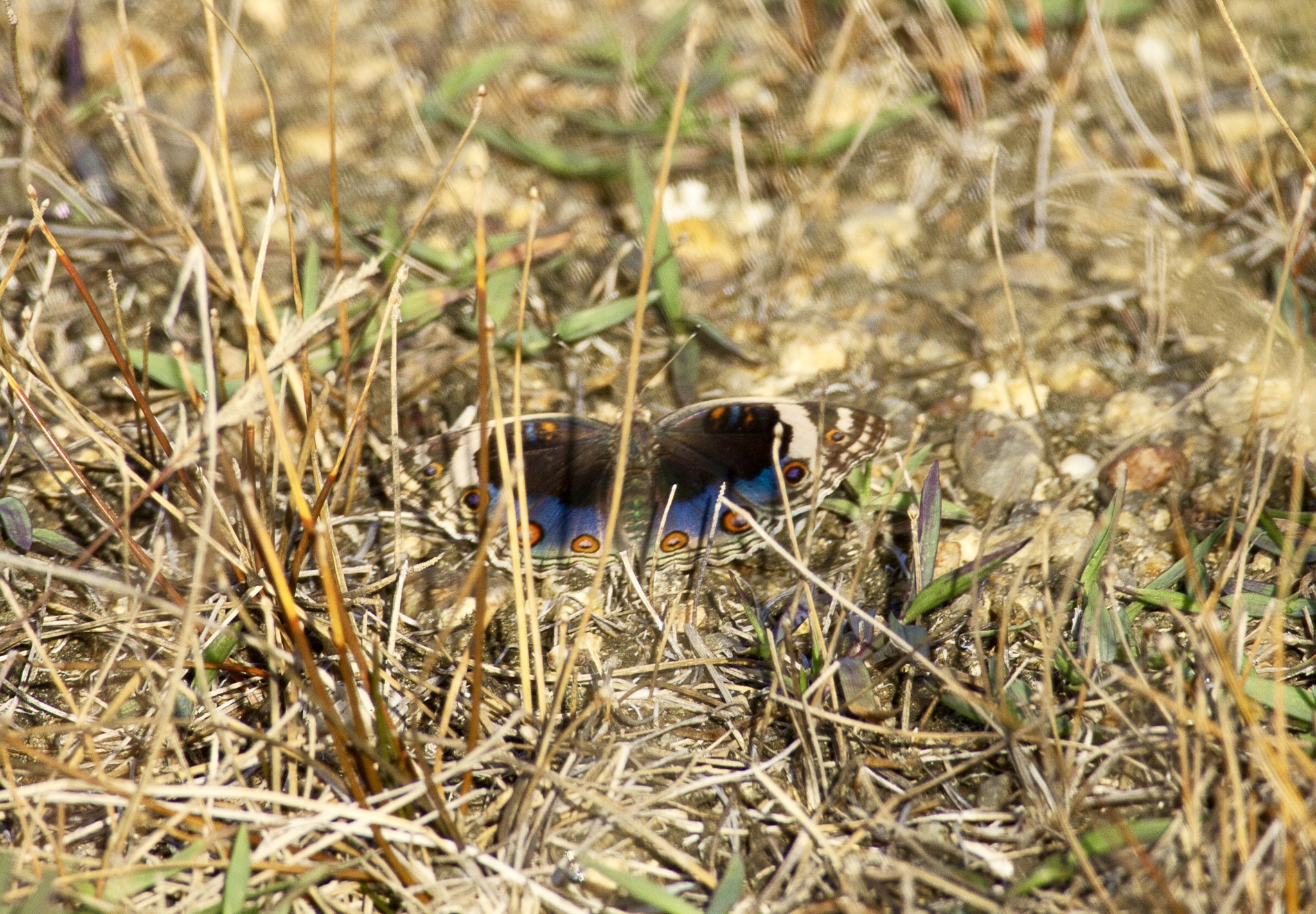 Blue Pansy