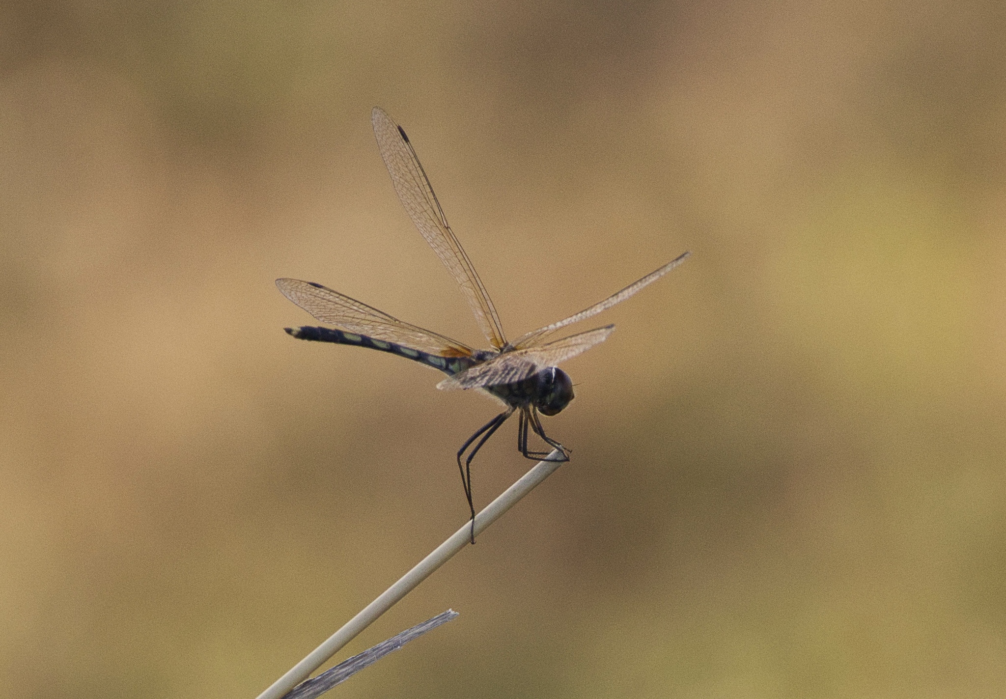 Long-Legged Marsh Glider