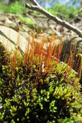 Ceratodon
